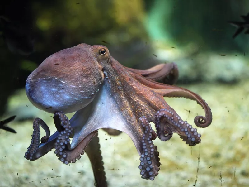 Common octopus