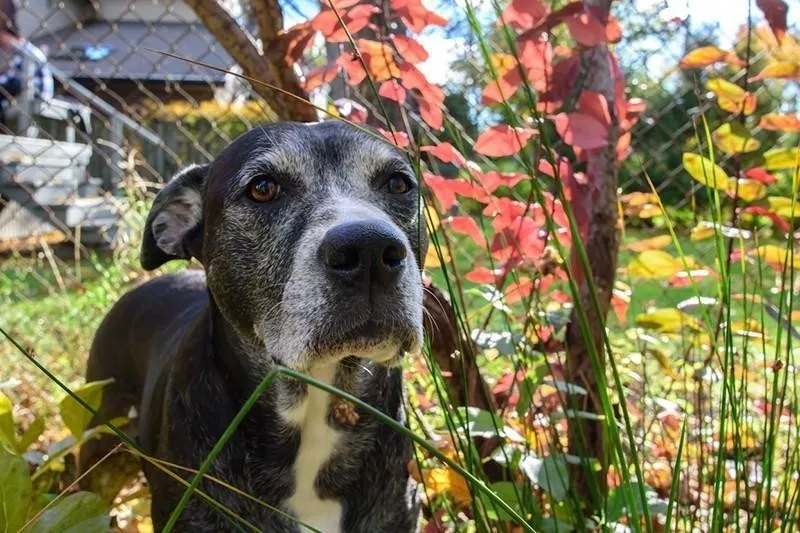 Boxador