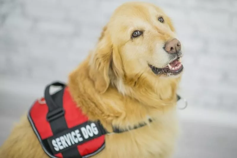 Service dog