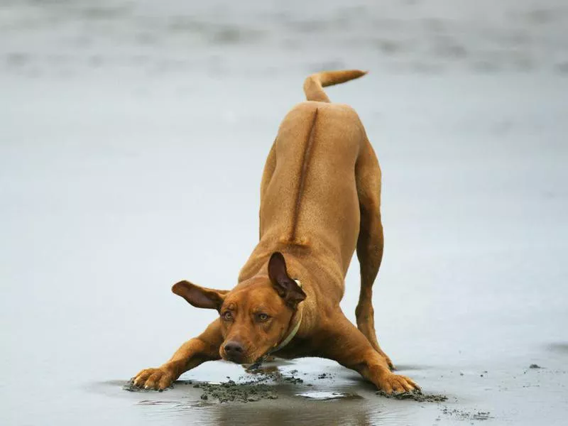 Rhodesian Ridgeback