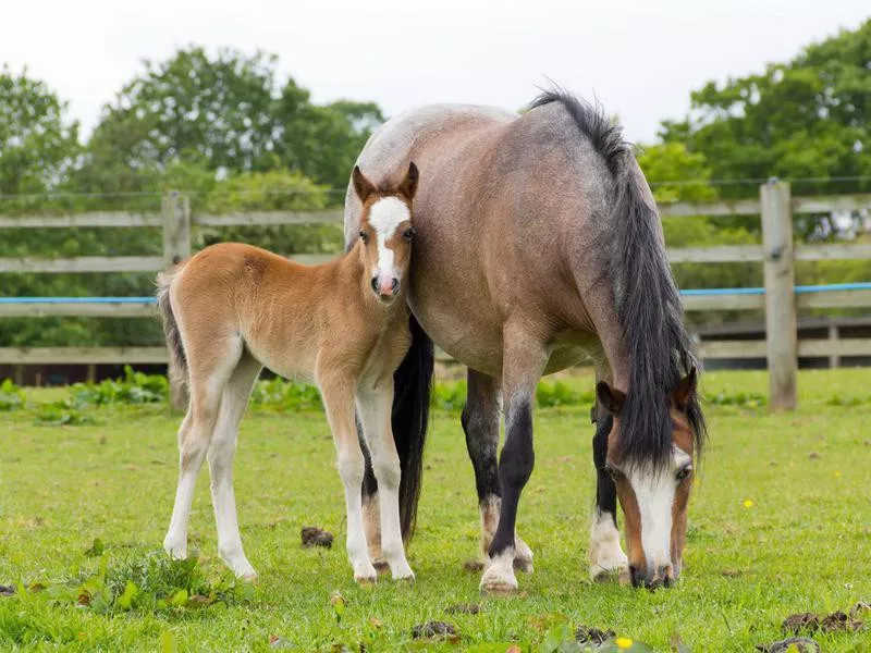 Mothers love