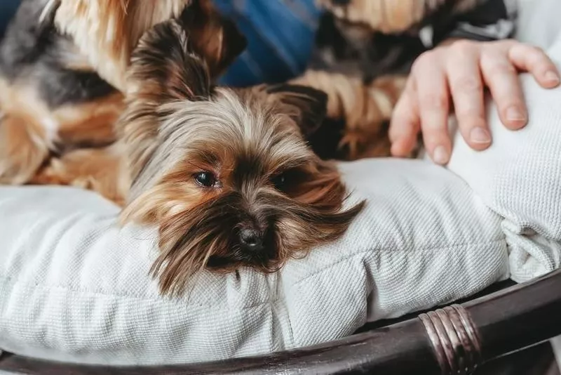 Yorkshire Terrier