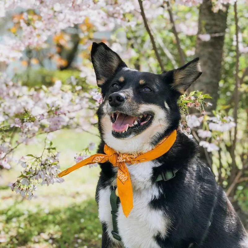 Cute dog photo of a corgi in the spring