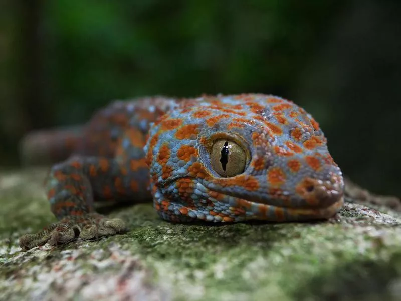 Tokay gecko