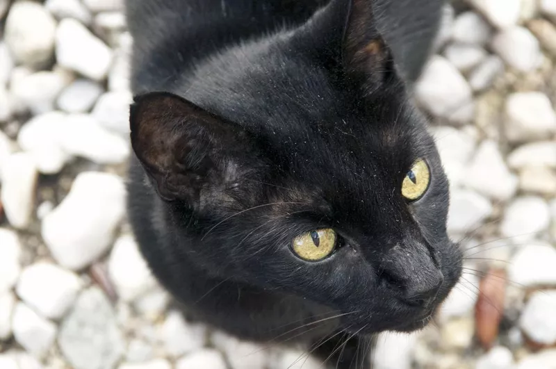 Havana brown cat outside on stones