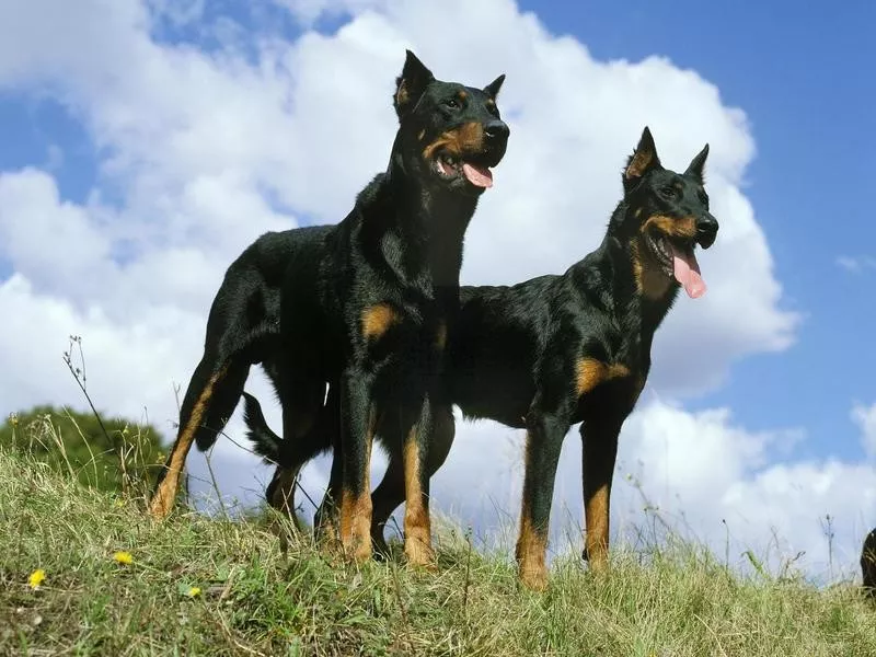 Beauceron