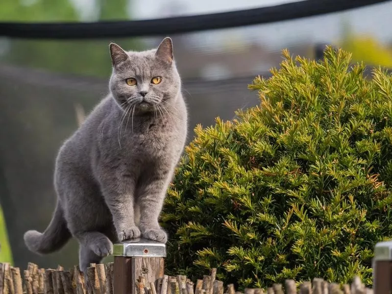 British Shorthair cat