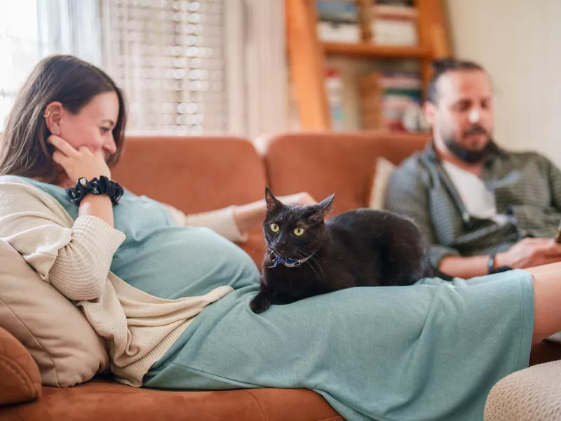 Black cat lying on expectant mother