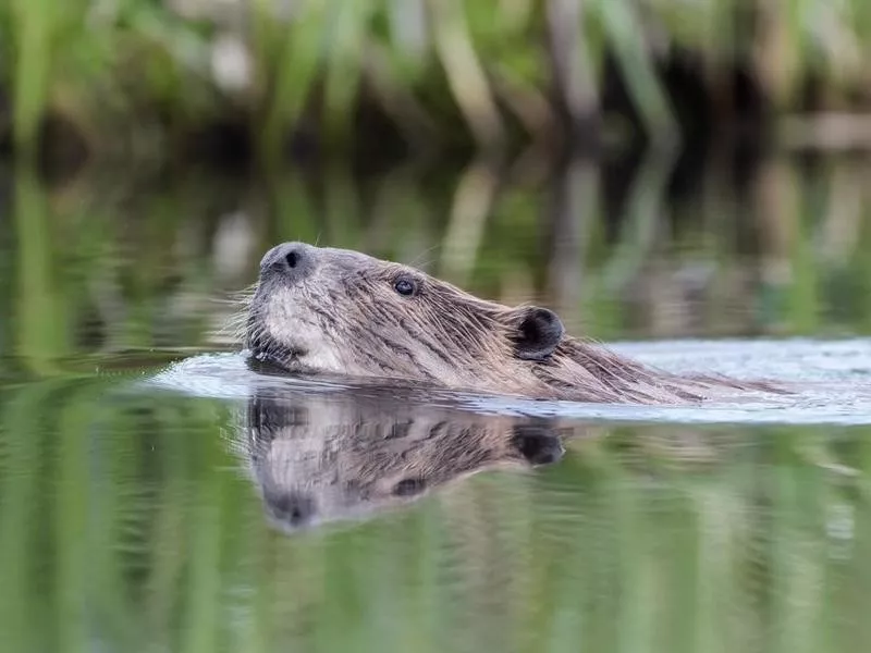 beaver