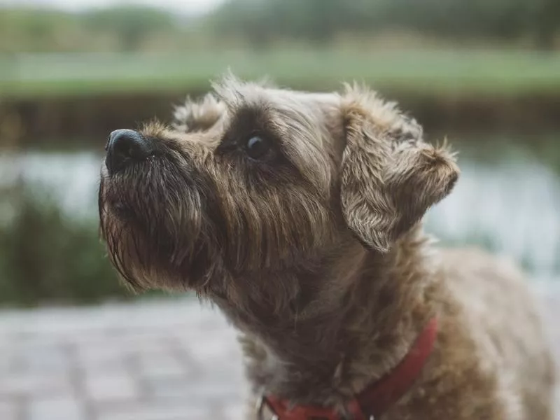 Border Terrier