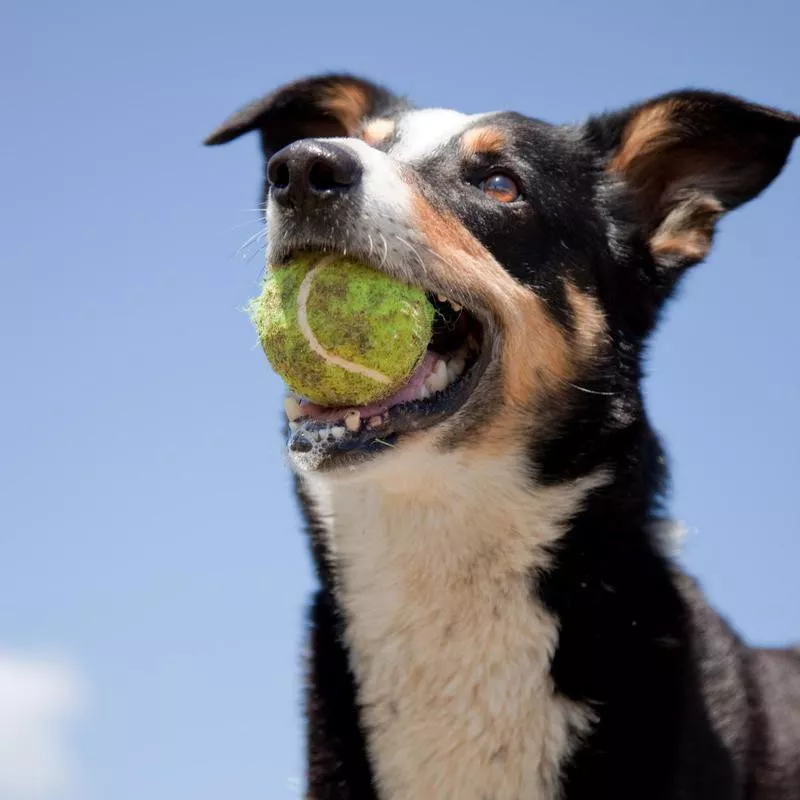 Dog with a dirty tennis ball