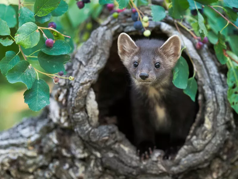 Pine marten peeking out from tree stump