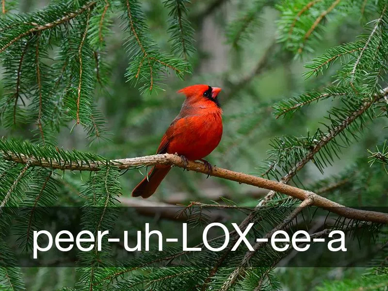 Pyrrhuloxia