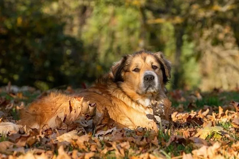 Golden Shepherd