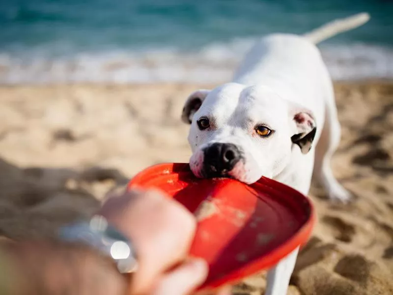 Dog pulling on a toy at the beach