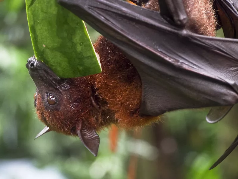 Giant Fruit Bat Eating Watermelon