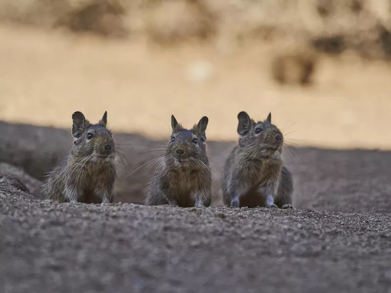 3 Degus