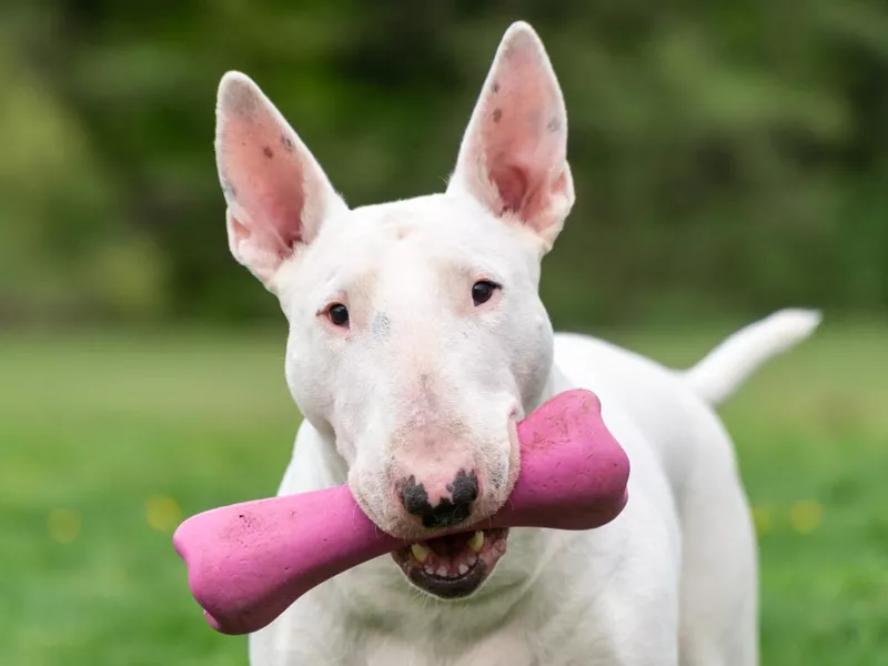 white bull terrier dog portrait