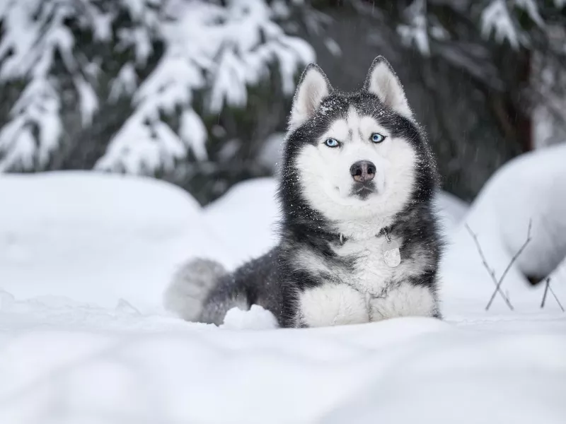 Husky dog in winter forest