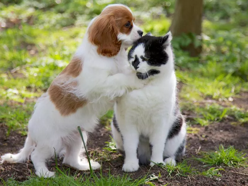 Cavalier King Charles Spaniel