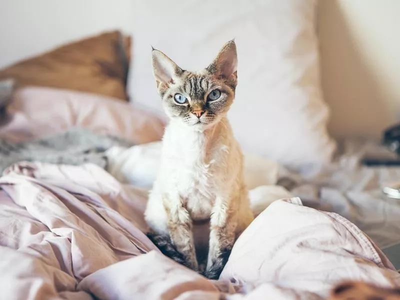 Devon Rex cat