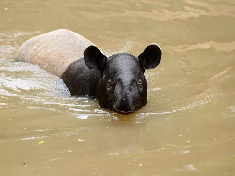 Malayan Tapir