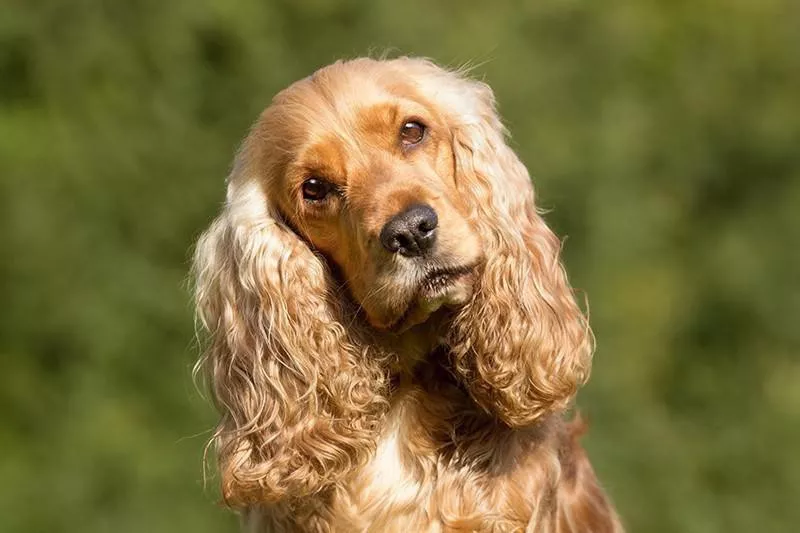 Cocker Spaniel dog looking