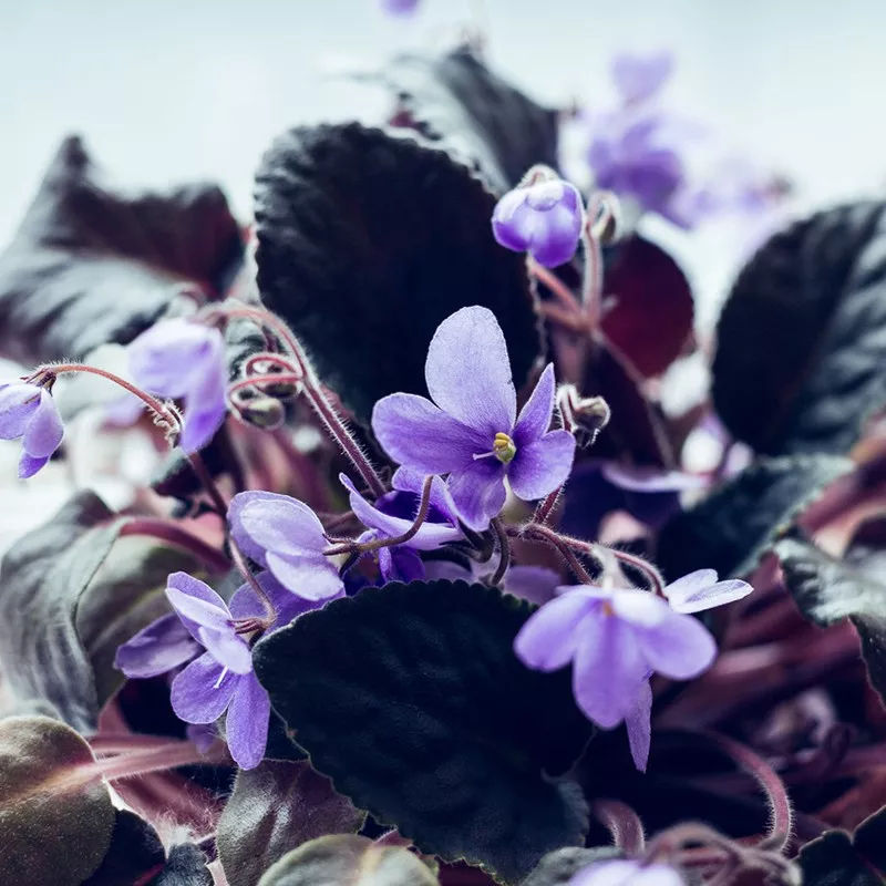 African Violets