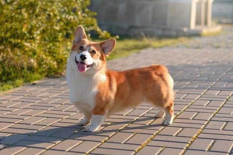 Pembroke Welsh Corgi