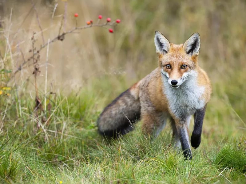 Red Fox