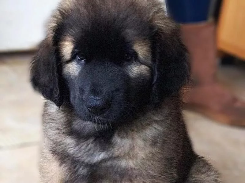 Leonberger puppy