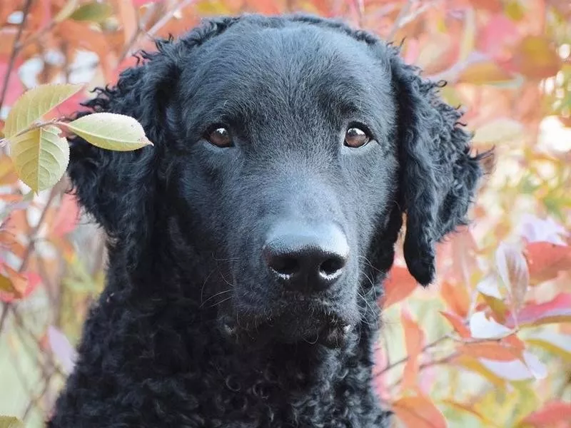 Curly-coated retriever