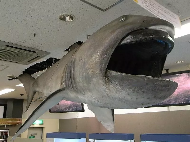 Megamouth Shark in Museum