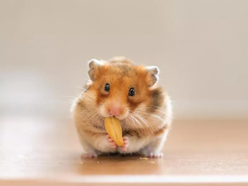 Hamster