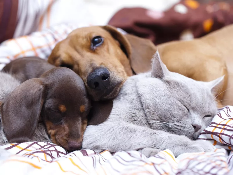 British cat and dog dachshund