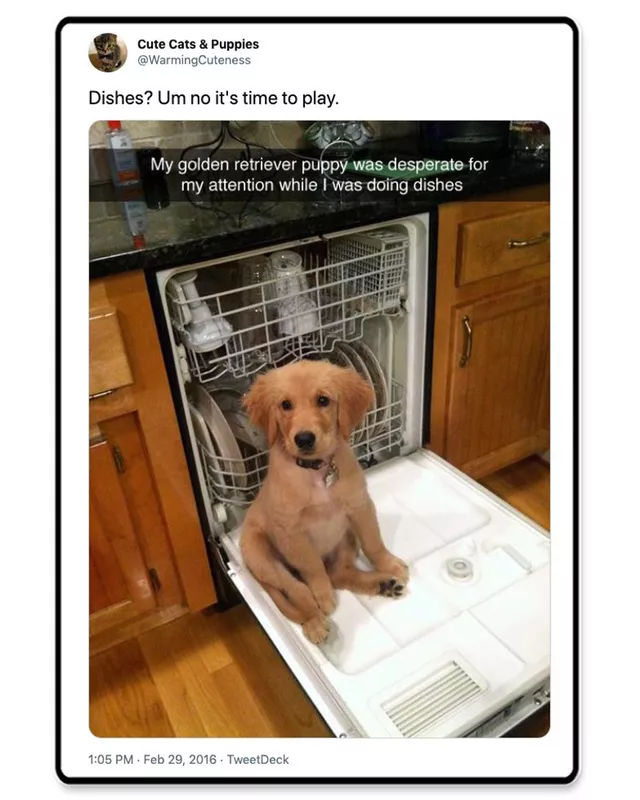 Dog on a dishwasher