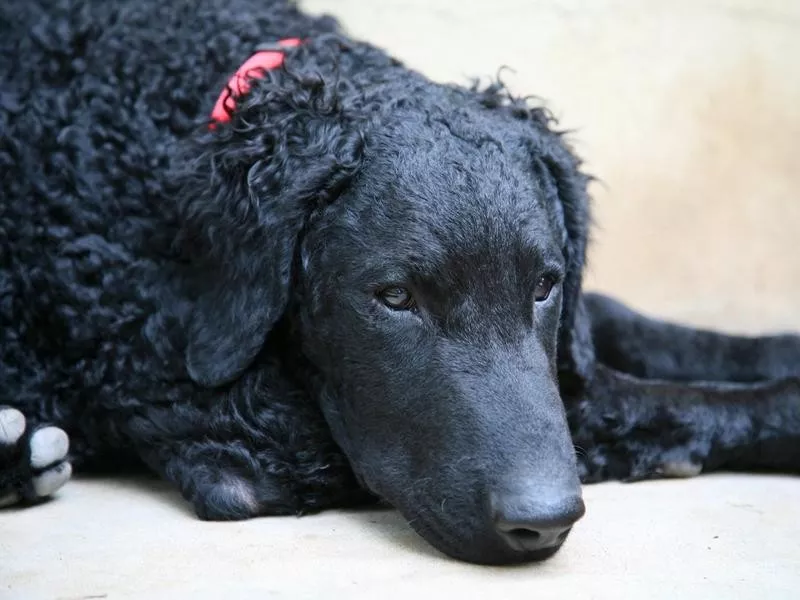 Curly-coated retriever