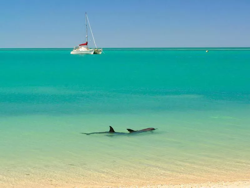 Dolphins in Western Australia