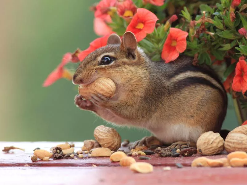 Chipmunk