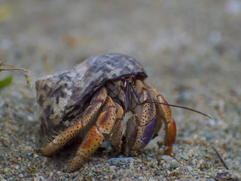 Hermit Crab