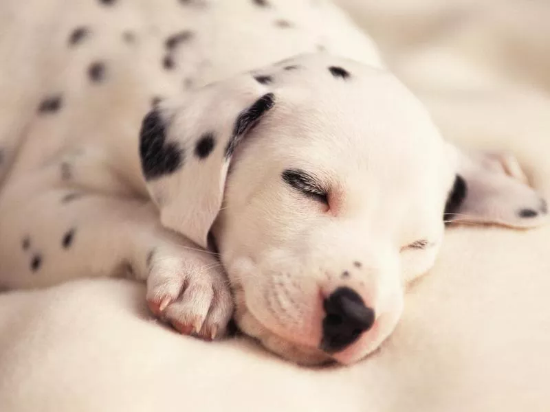 dalmation