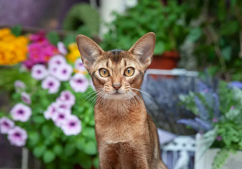 Beautiful Abyssinian kitten