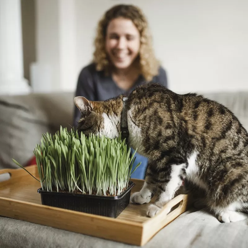 Cat Grass