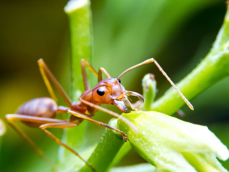 Red fire ant worker on tree