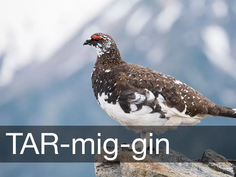 Ptarmigan