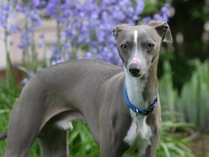 Italian Greyhound