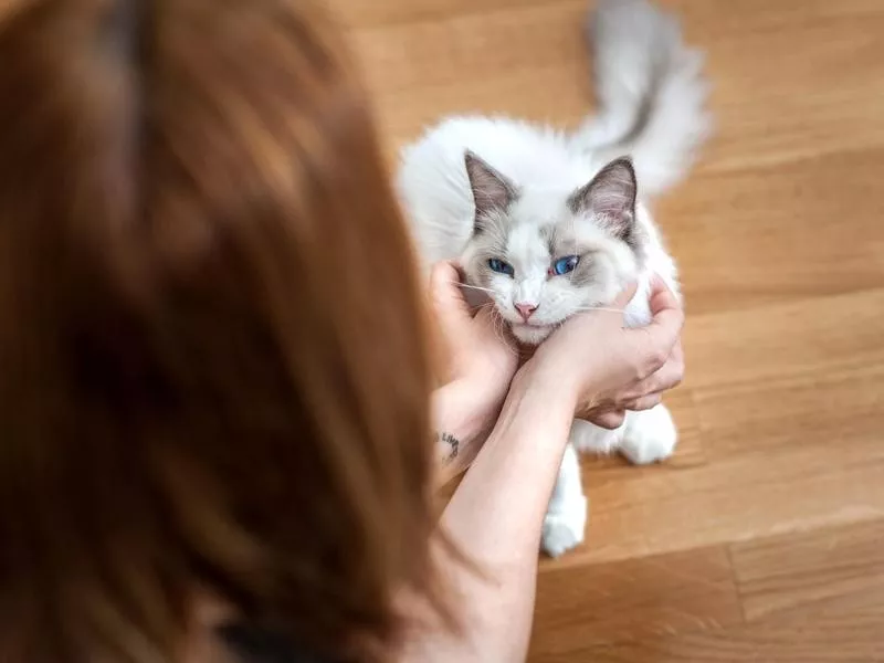 Ragdoll cat