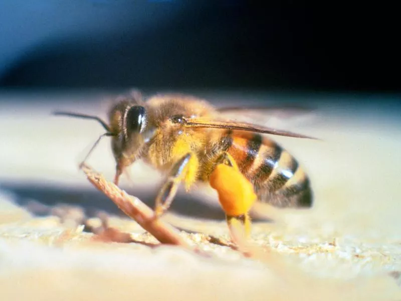 Africanized Honeybees