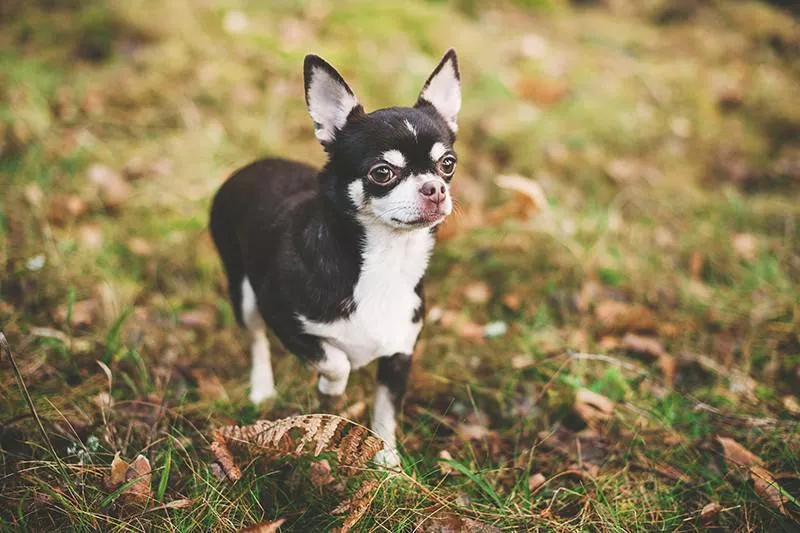 Chihuahua walking in grass