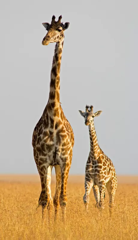 Two giraffes walking